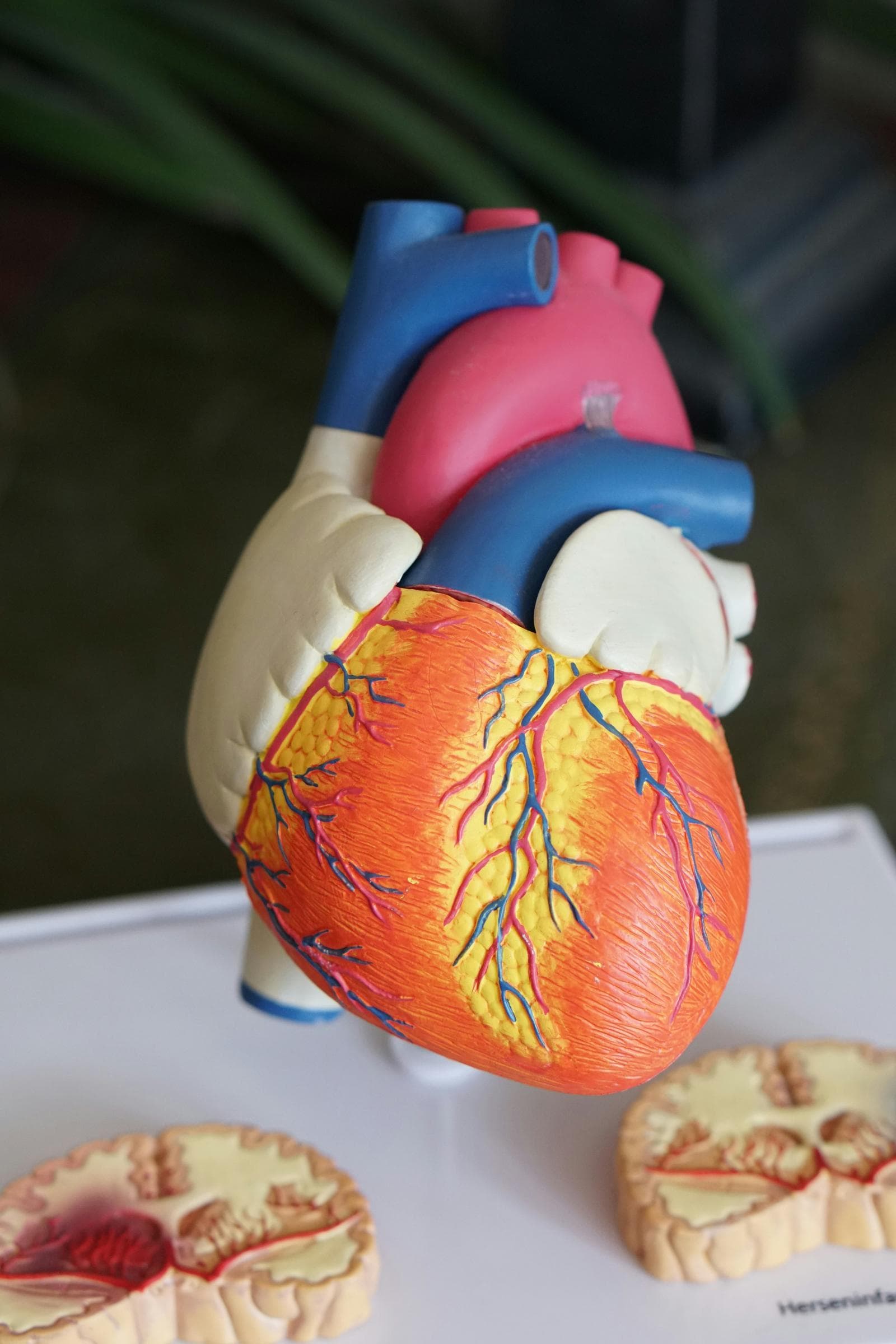Anatomisk model af et menneskehjerte med blodkar, ved siden af tværsnit af hjernemodel