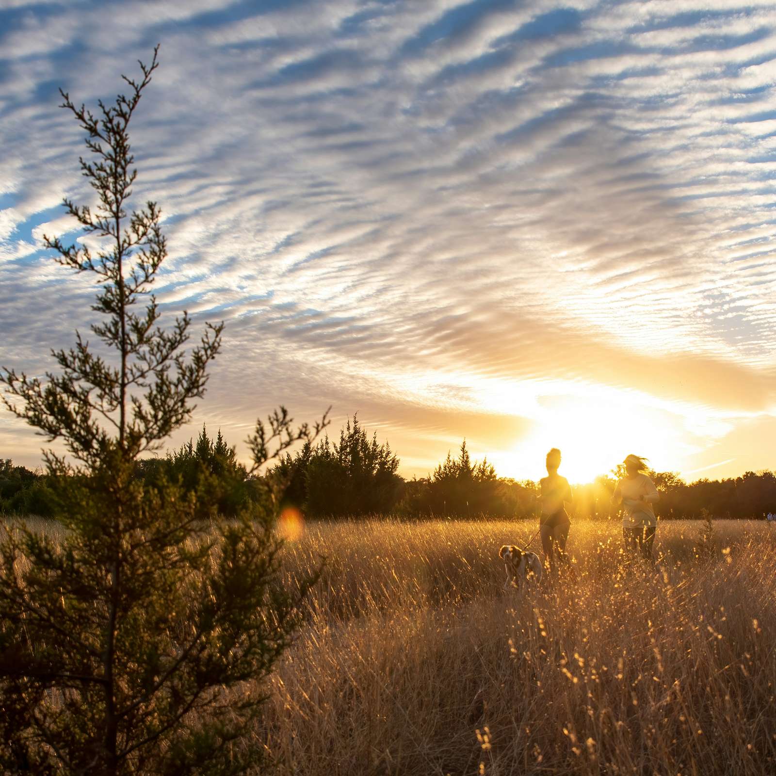 To personer går tur med hund i et solbeskinnet engdrag ved solnedgang